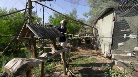 Animal Handler Cleaning Monkey Enclosure, Wildlife Sanctuary Video stock 323850785