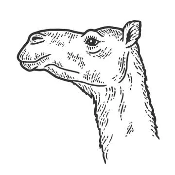 The animal, the head of a camel. Side view. Sketch scratch board Stock Illustration