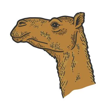 The animal, the head of a camel. Side view. Sketch scratch board Stock Illustration