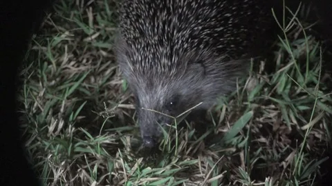 Animal hedgehog night grass crawl 4k Stock Footage