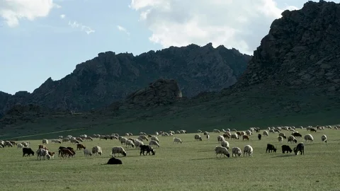 Animal herd, Mongolia Video stock 115035255