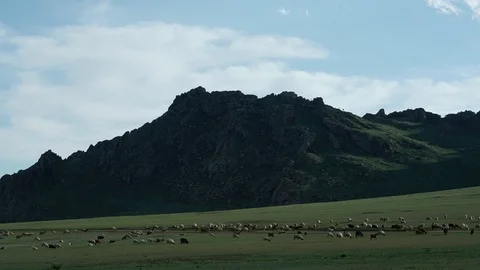 Animal herd, Mongolia Stock Footage 115035278