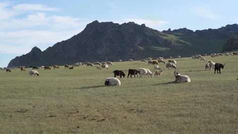 Animal Herd Mongolia Stock Footage 115071634