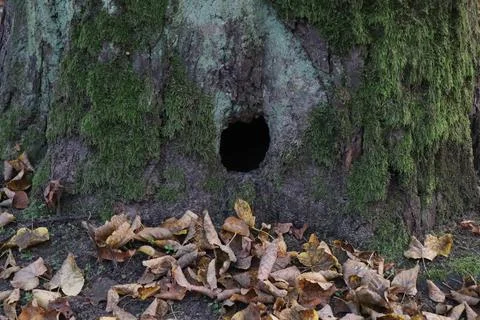 Animal hole in the tree Stock Photos