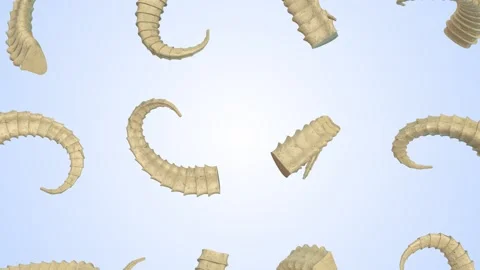 Animal Horns Falling on a Light Background. Pair of Horns 3D Animation. 4K Stock Footage 294676607
