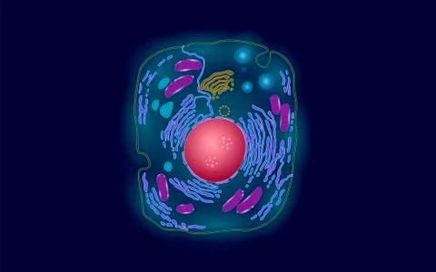 Animal human cell structure educational science. Microscope 3d eukaryotic nuc 스톡 일러스트