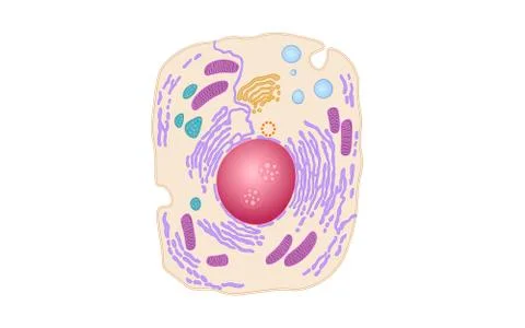 Animal human cell structure educational science. Microscope 3d eukaryotic nuc Stock-Illustration