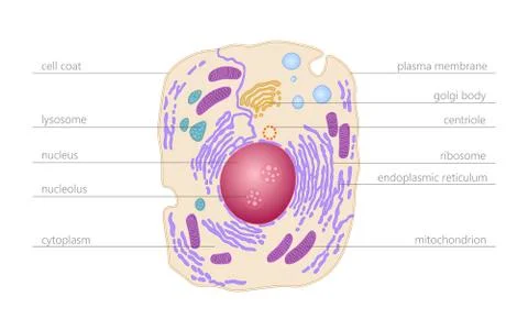 Animal human cell structure educational science. Microscope 3d eukaryotic nuc Stock-Illustration