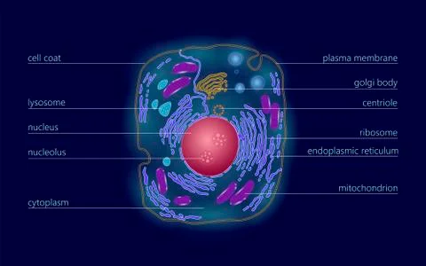Animal human cell structure educational science. Microscope 3d eukaryotic nuc Stock Illustration