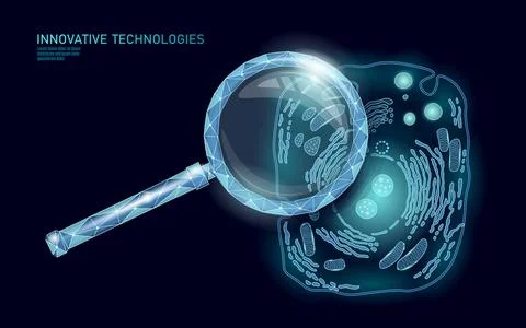 Animal human cell structure educational science. Microscope 3d eukaryotic Stock Illustration