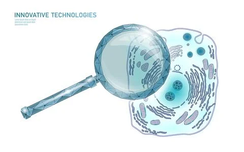 Animal human cell structure educational science. Microscope 3d eukaryotic Stock-Illustration