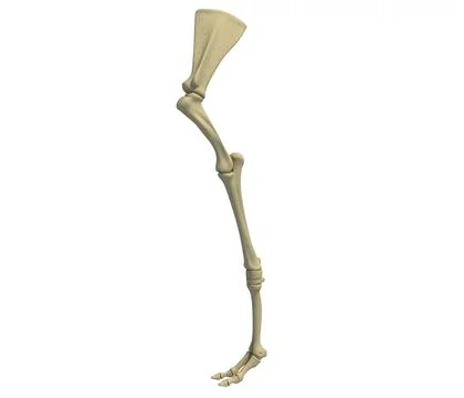 Humerus bone 3D model