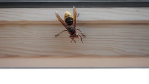 Animal insect wasp cleaning itself on window frame slow motion Stock Footage 89569872