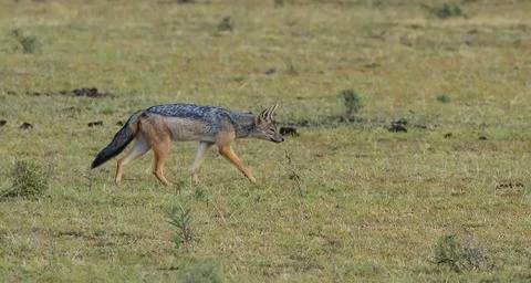 Animal jackal on the hunt. Stock Photos