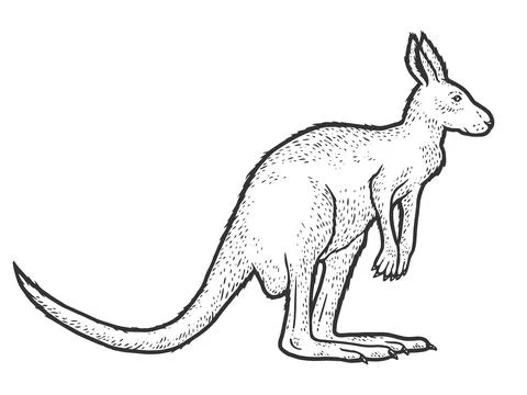 Animal, kangaroo. Full length, isolated. Sketch scratch board imitation. Stock Illustration