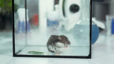 Animal laboratory Stock Footage 230100119