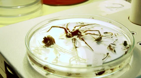 Animal laboratory samples. Bugs in a glass vessel for analysis of samples Stock Footage 29969618