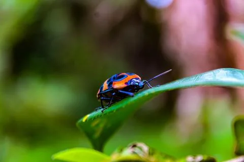 Animal on a leaf Foto stock