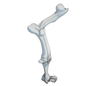 3D Model: Animal Leg Bones ~ Buy Now #96434011 | Pond5