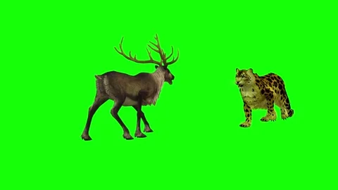ANIMAL, Leopard and Deer . 4K, Time 58,22. seconds. Stock Footage 294907952
