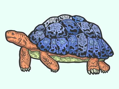 Animal leopard tortoise. Sketch scratch board imitation color. Stock Illustration