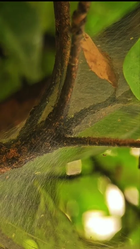 Animal life in trees Stock Footage 316734787