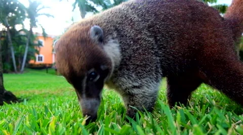 Animal looking for insects 스톡 동영상 45877796