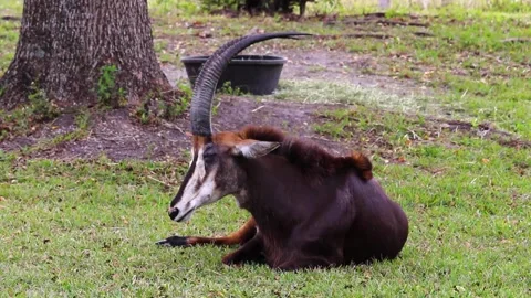 An animal lying on the grass Stock Footage 155394242