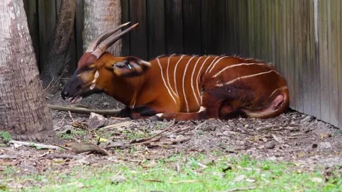An animal lying on the ground Stock Footage 155396879