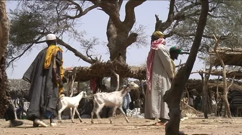 Animal market Stock Footage