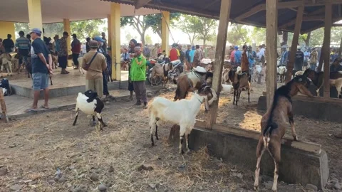Animal market Stock Footage 248929538