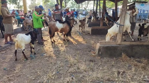 Animal market Stock Footage 248929541