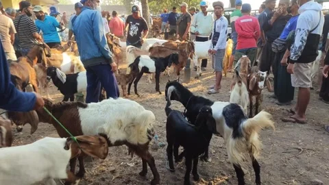 Animal market Stock Footage 248929550