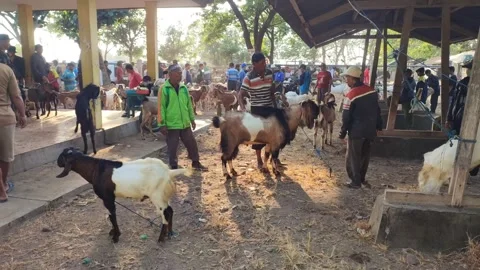 Animal market Stock Footage 248929559