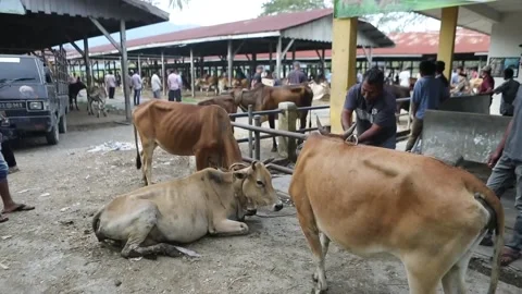 I Said Animal Stock Videos Royalty Free HD 4K Videos