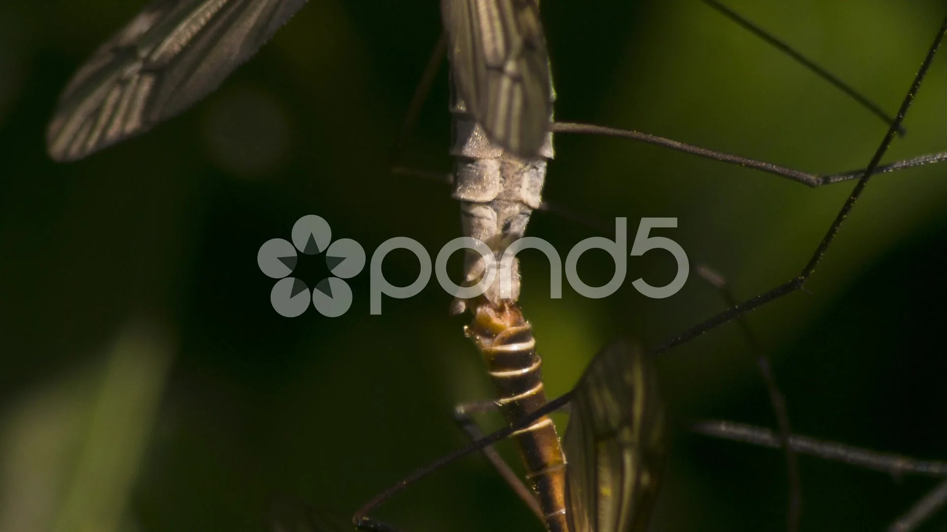 Animal mating, Tipula breeding - close shot - HIGH QUALITY