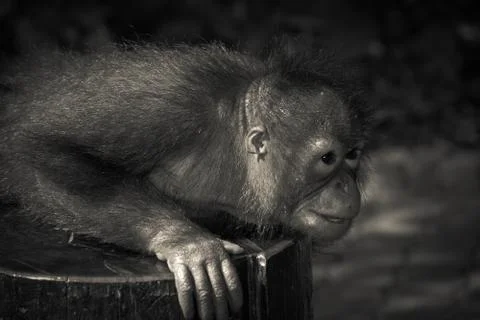 Animal monkey ape Foto stock