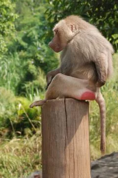 Animal monkey baboon Foto stock