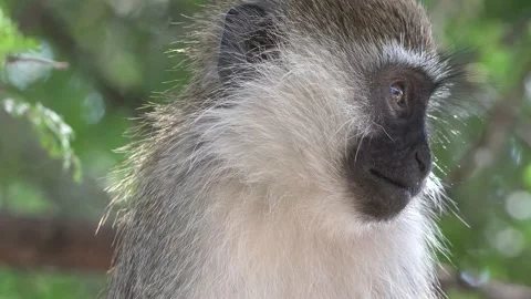 Animal. Monkey face. Monkey baby funny scene wildlife exotic forest. Monkey isol Vídeos de archivo 230004660