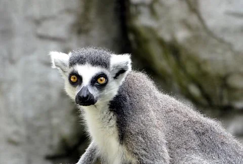 Animal monkey lemur Stock Photos