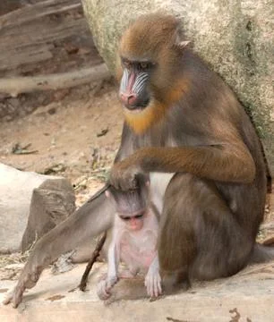 Animal monkey mandrill Stock Photos