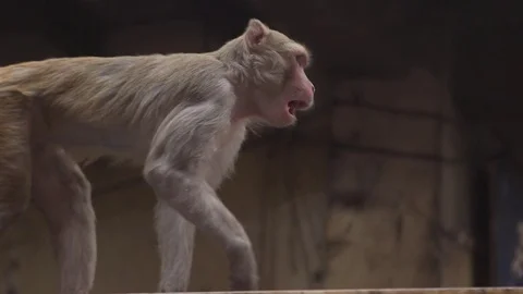 Animal - Monkey Walking on Wall Stock Footage 73464207