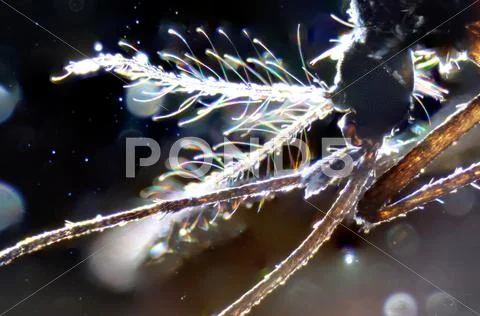 Animal mouth parts of insect mosquito Stock Photos