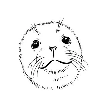 The animal is a navy seal. Monochrome logo of a marine animal. Vector isola.. Stock Illustration