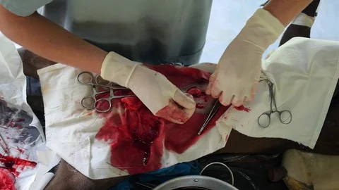 Animal Neutering Surgery Closeup 스톡 동영상 72090792