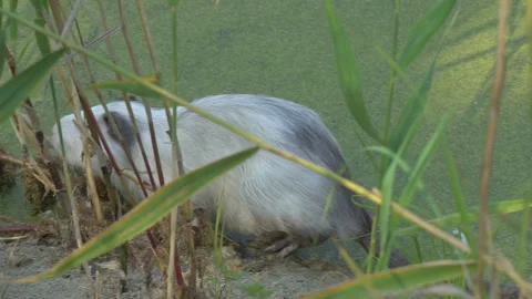 Animal nutria in the wild Stock Footage 141090946