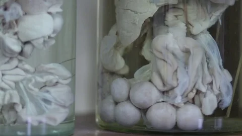 Animal organs in a bottle with formaldehyde on the shelf of a veterinary laborat Stock Footage
