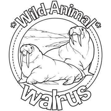 Animal Outline Vector Walrus Stock Illustration
