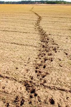 Animal path in the arable land, spring Stock Photos