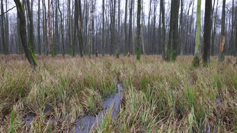 Animal paths in a swamp forest, 8K Stock Footage 166945818